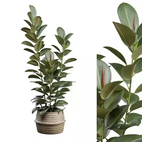 Ficus Elastica Wicker Basket