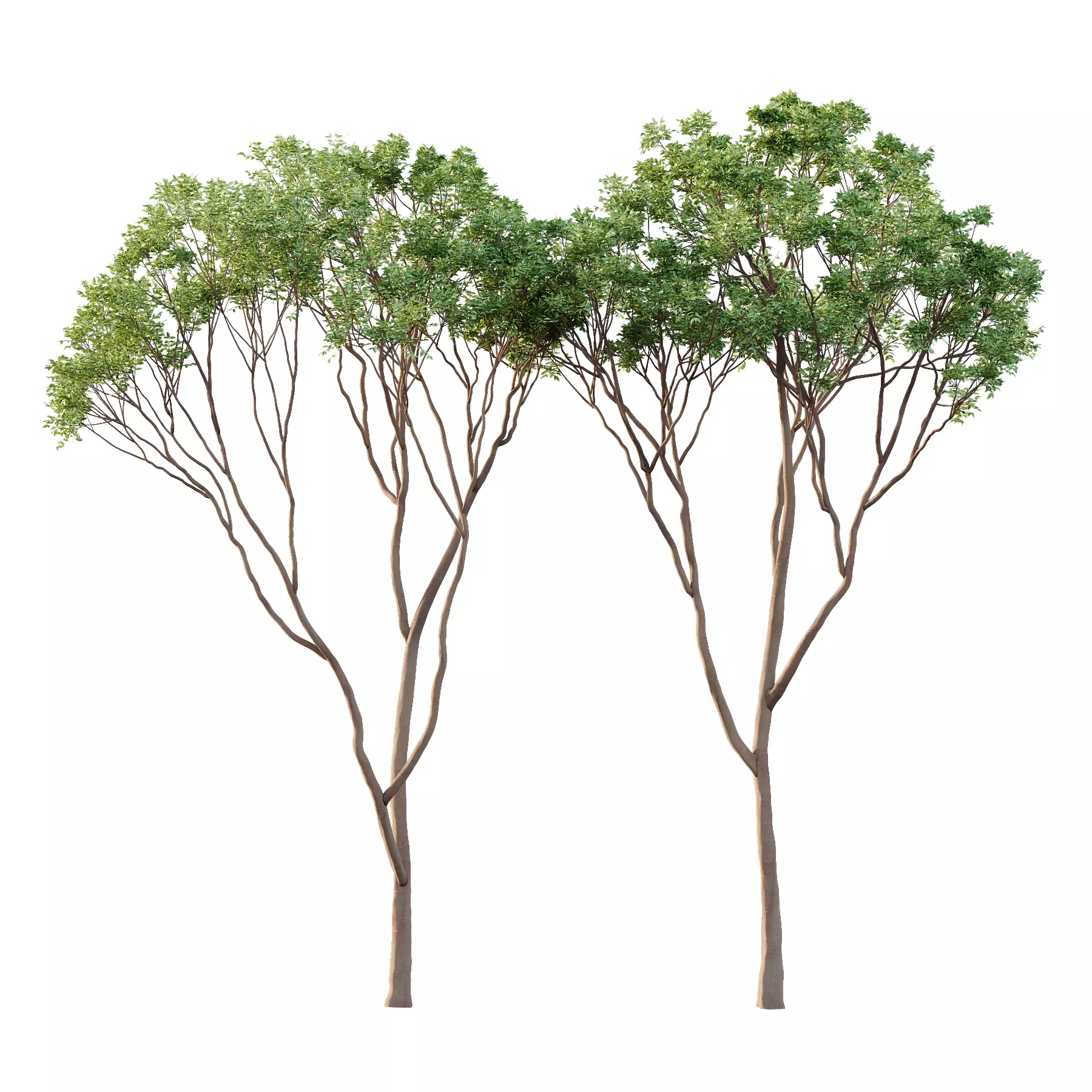 Eucalyptus Robusta Trees 01 3D model_0