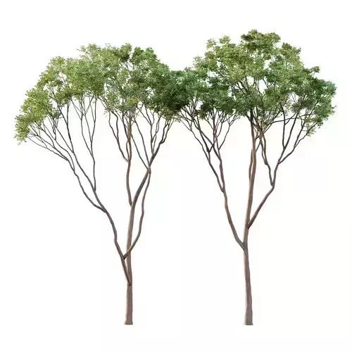 Eucalyptus Robusta Trees 01 3D model