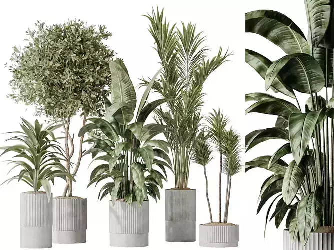 AV Indoor plants set 183 Palm and Lemon and Olive