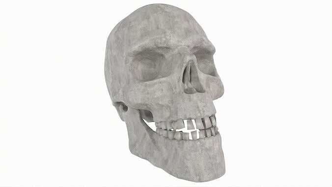 Human Skull 3D model