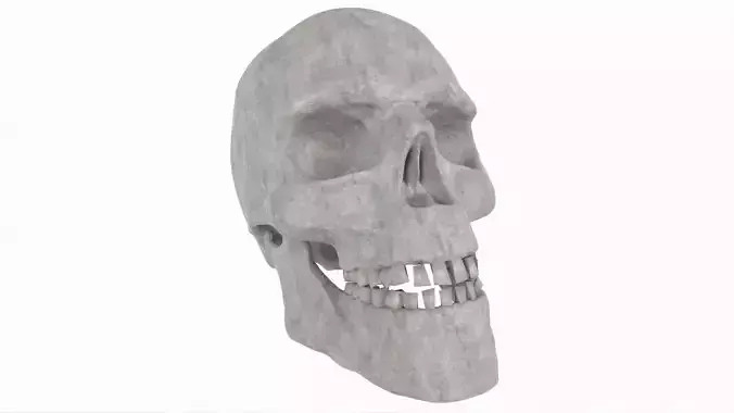 Human Skull 3D model