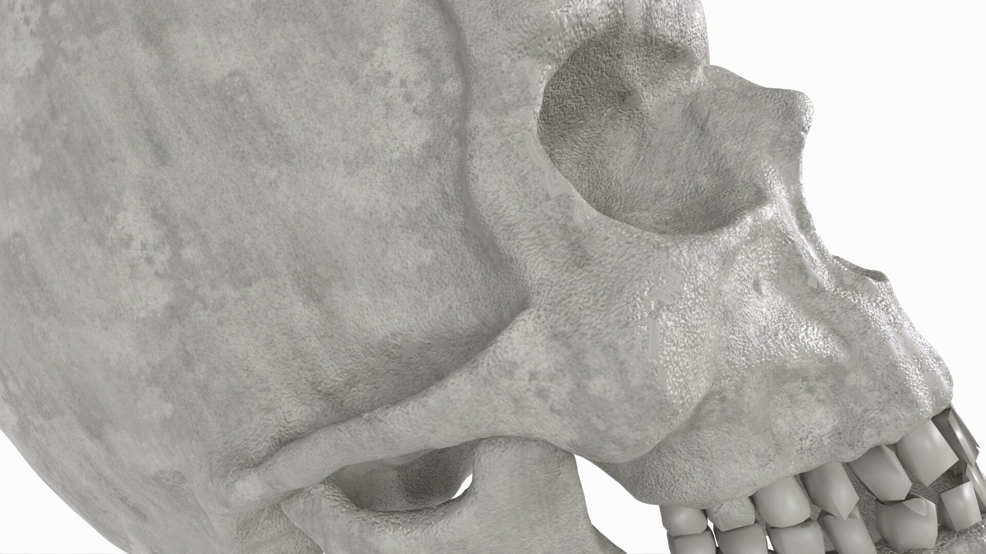 Human Skull 3D model_1