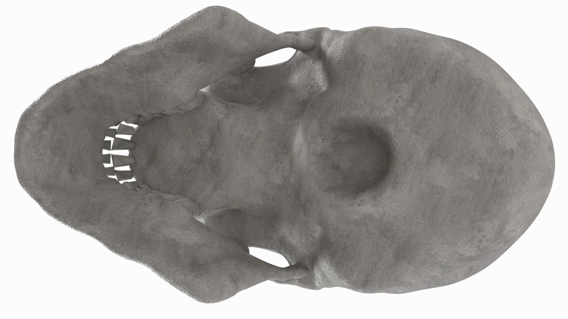 Human Skull 3D model_8
