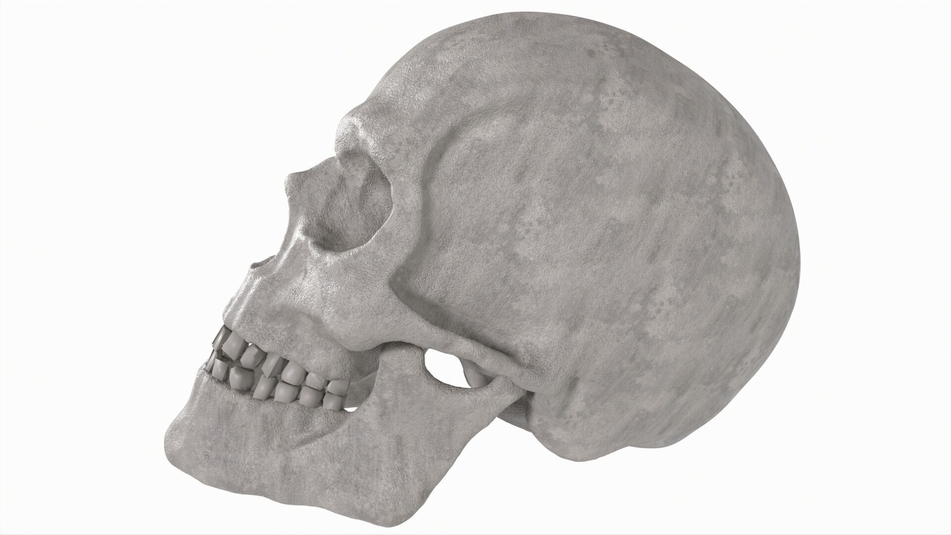Human Skull 3D model_7