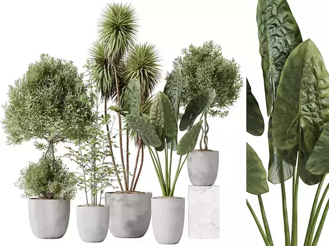 AV Indoor plants set 184 Olive and Alocasia and Alnus Gigantea