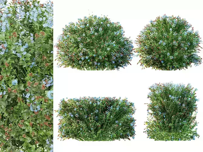 AV Ceratostigma Plumbaginoides Bleiwurz Bush 3D model
