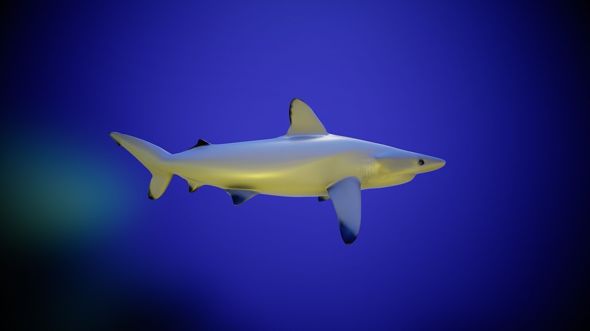 Shark rigging animation PBR Low-poly 3D model_9