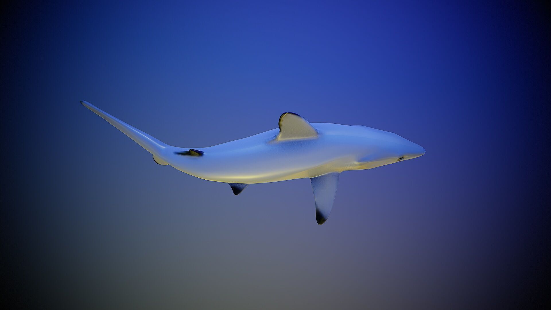 Shark rigging animation PBR Low-poly 3D model_4