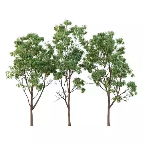 Eucalyptus Robusta Trees 02 3D model