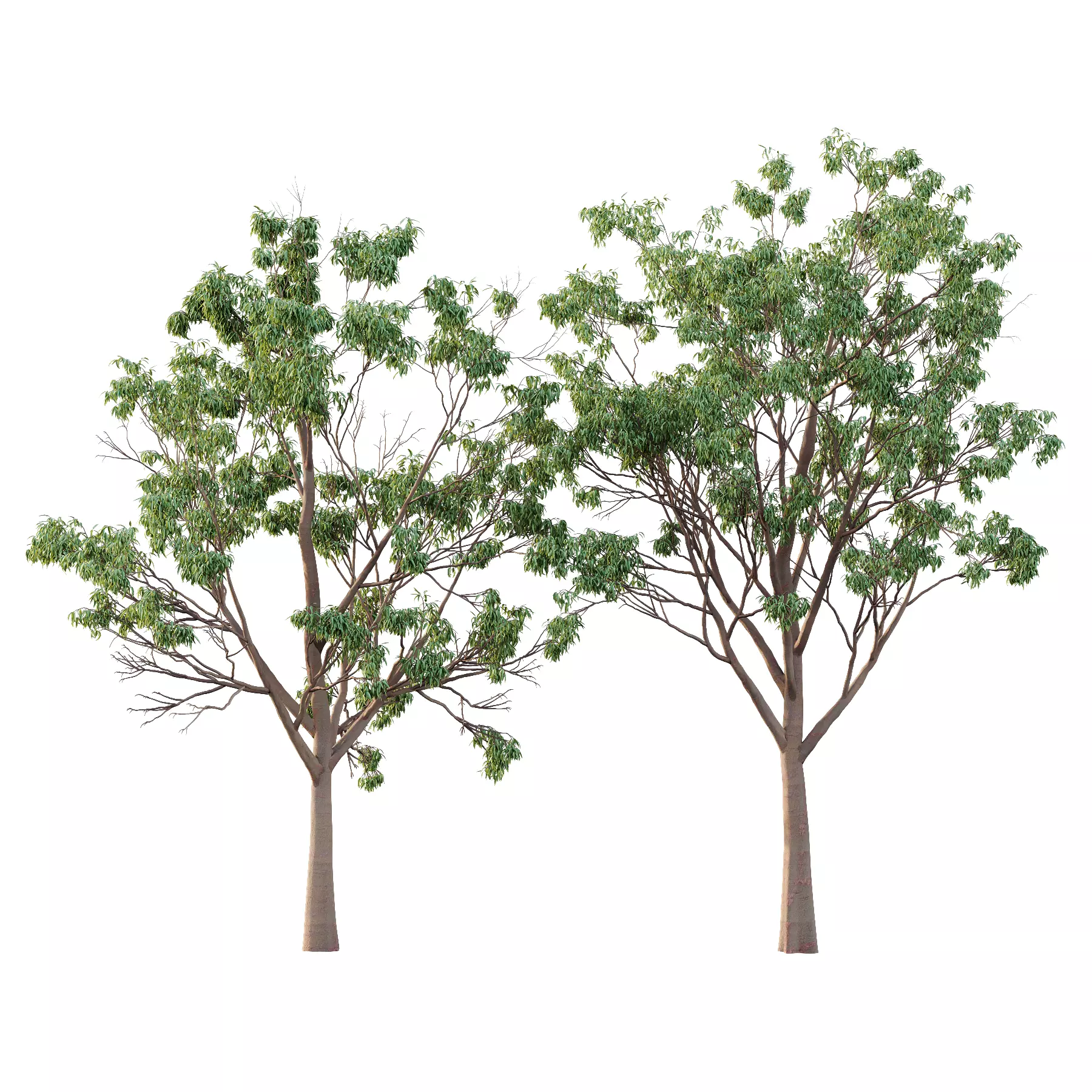 Eucalyptus Robusta Trees 03 3D model_0