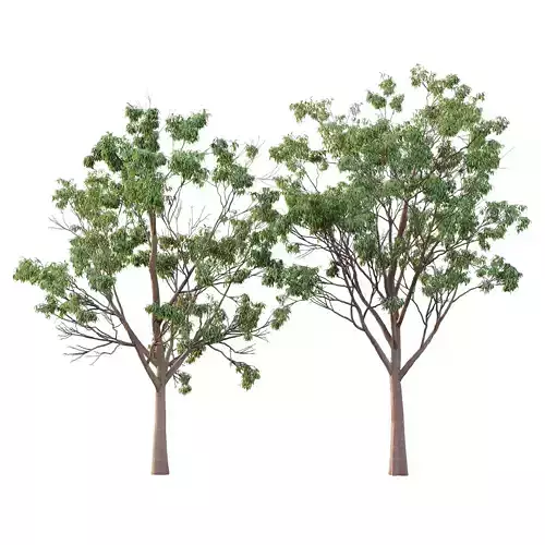 Eucalyptus Robusta Trees 03 3D model