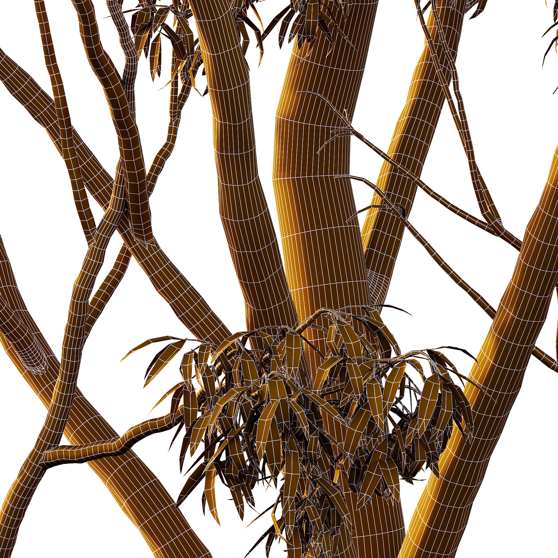 Eucalyptus Robusta Trees 03 3D model_3