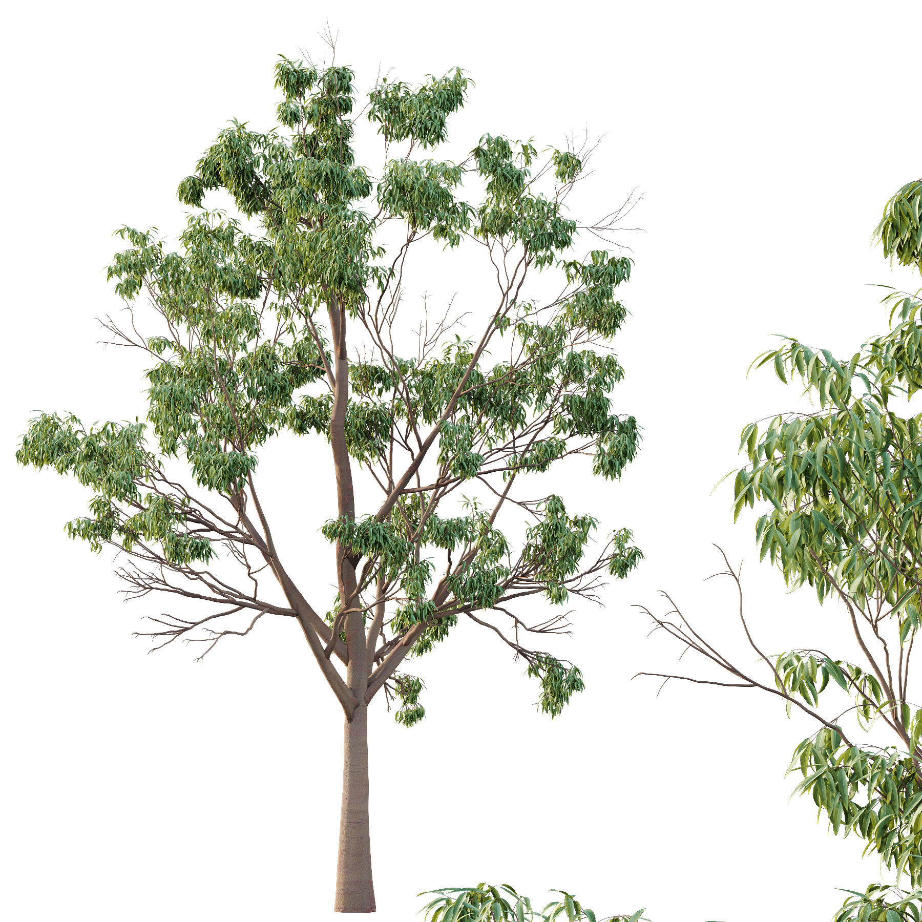 Eucalyptus Robusta Trees 03 3D model_1