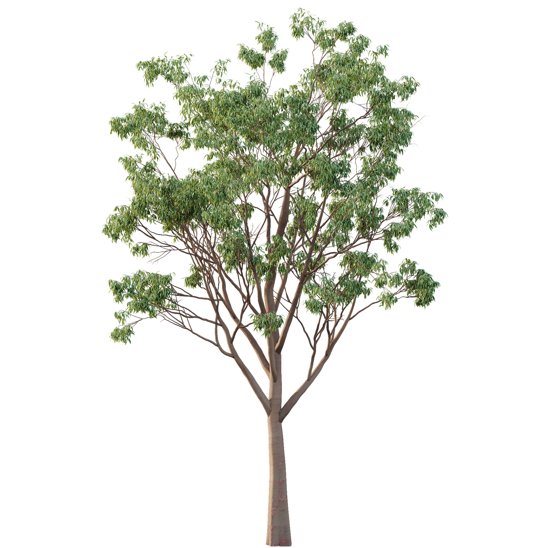 Eucalyptus Robusta Trees 03 3D model_2