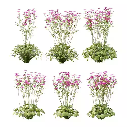 garden geranium plant 01