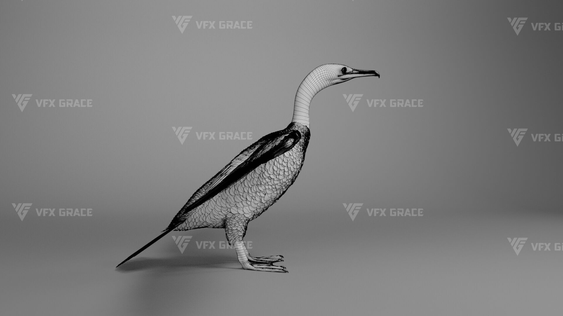 Realistic Cormorant Animation 3D Model Rigged for Blender 3D model_38