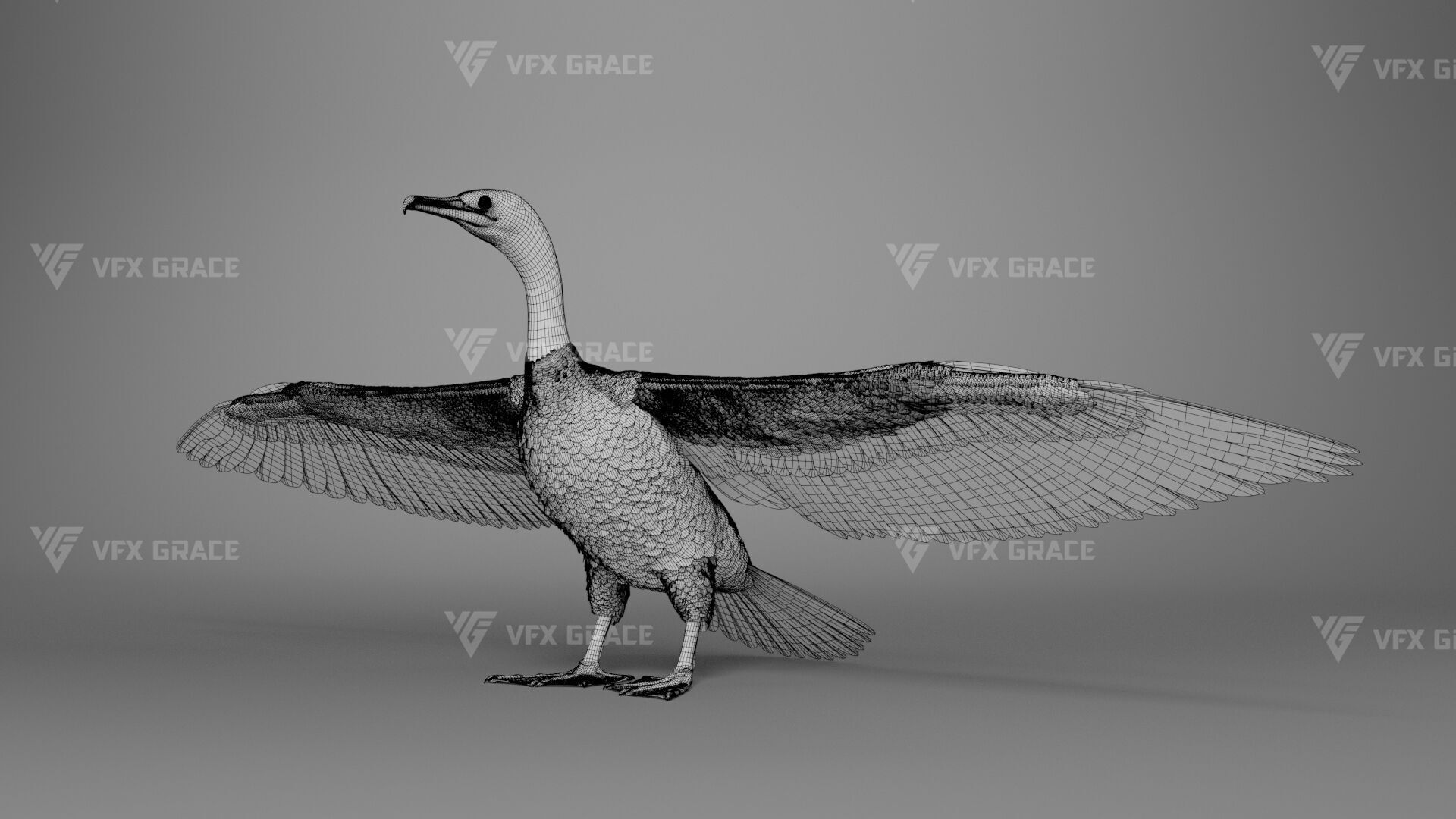 Realistic Cormorant Animation 3D Model Rigged for Blender 3D model_37