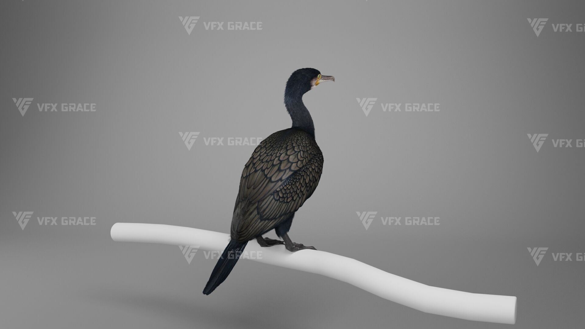 Realistic Cormorant Animation 3D Model Rigged for Blender 3D model_8
