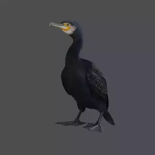 Realistic Cormorant Animation 3D Model Rigged for Blender 3D model