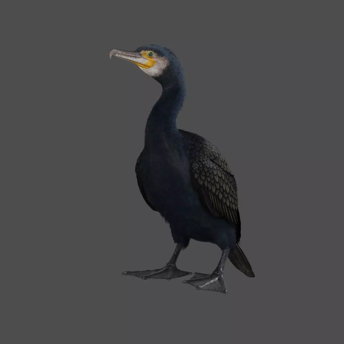 Realistic Cormorant Animation 3D Model Rigged for Blender 3D model_0