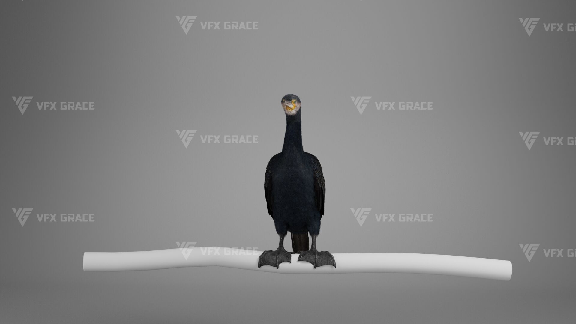 Realistic Cormorant Animation 3D Model Rigged for Blender 3D model_9