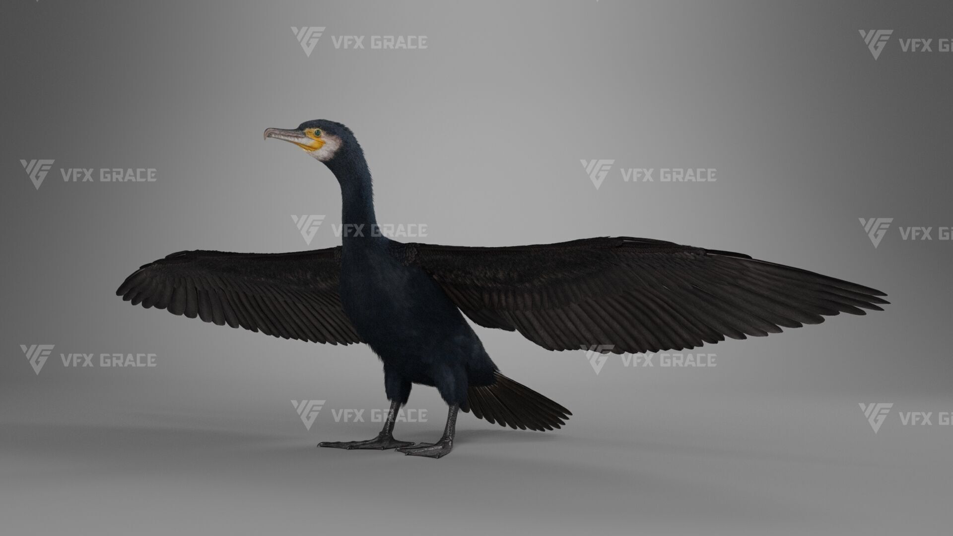 Realistic Cormorant Animation 3D Model Rigged for Blender 3D model_11