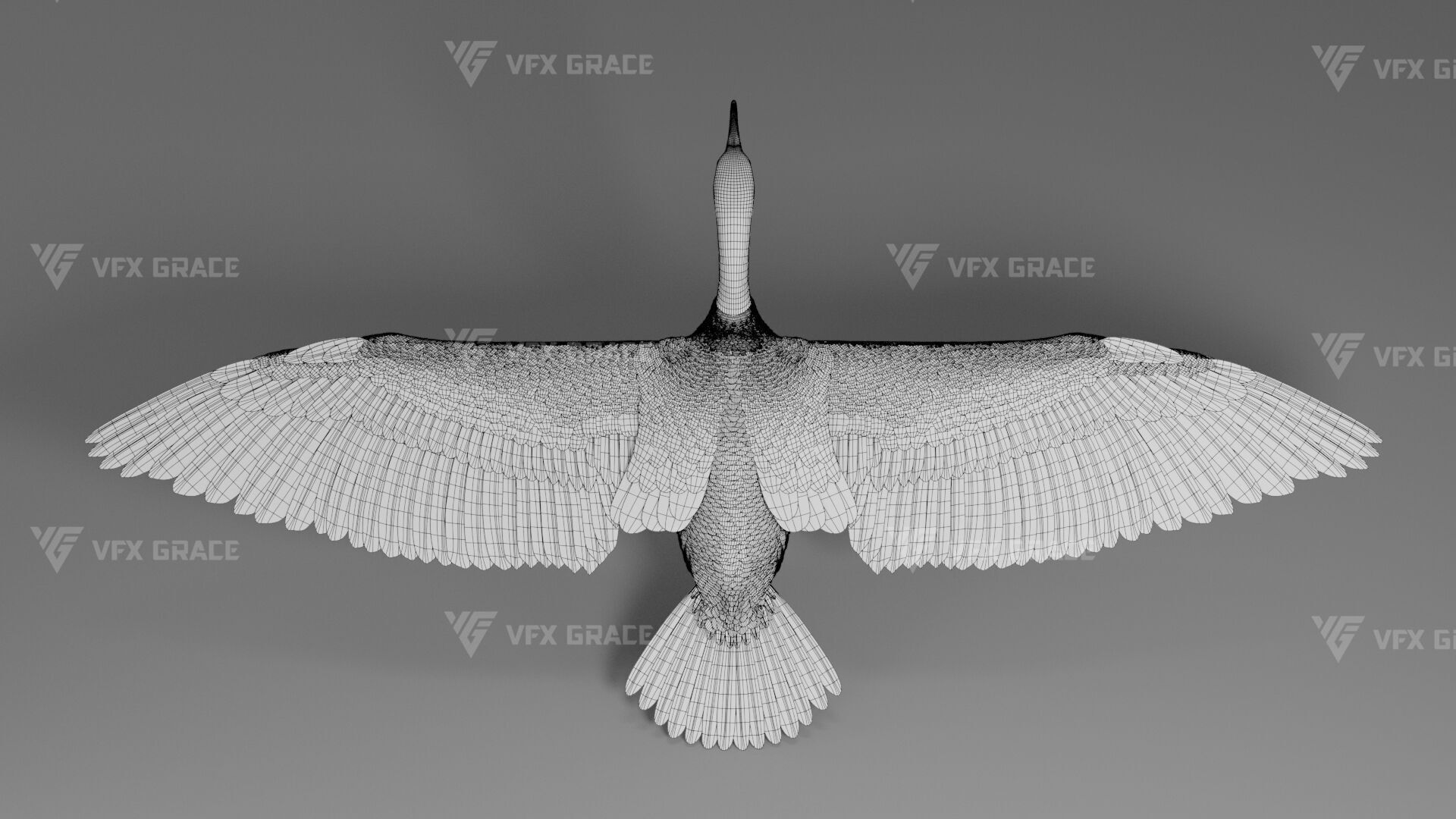 Realistic Cormorant Animation 3D Model Rigged for Blender 3D model_41