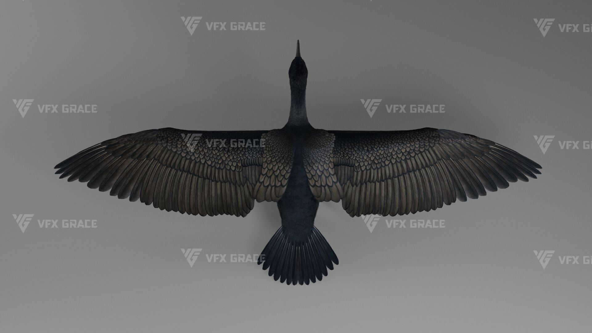Realistic Cormorant Animation 3D Model Rigged for Blender 3D model_12