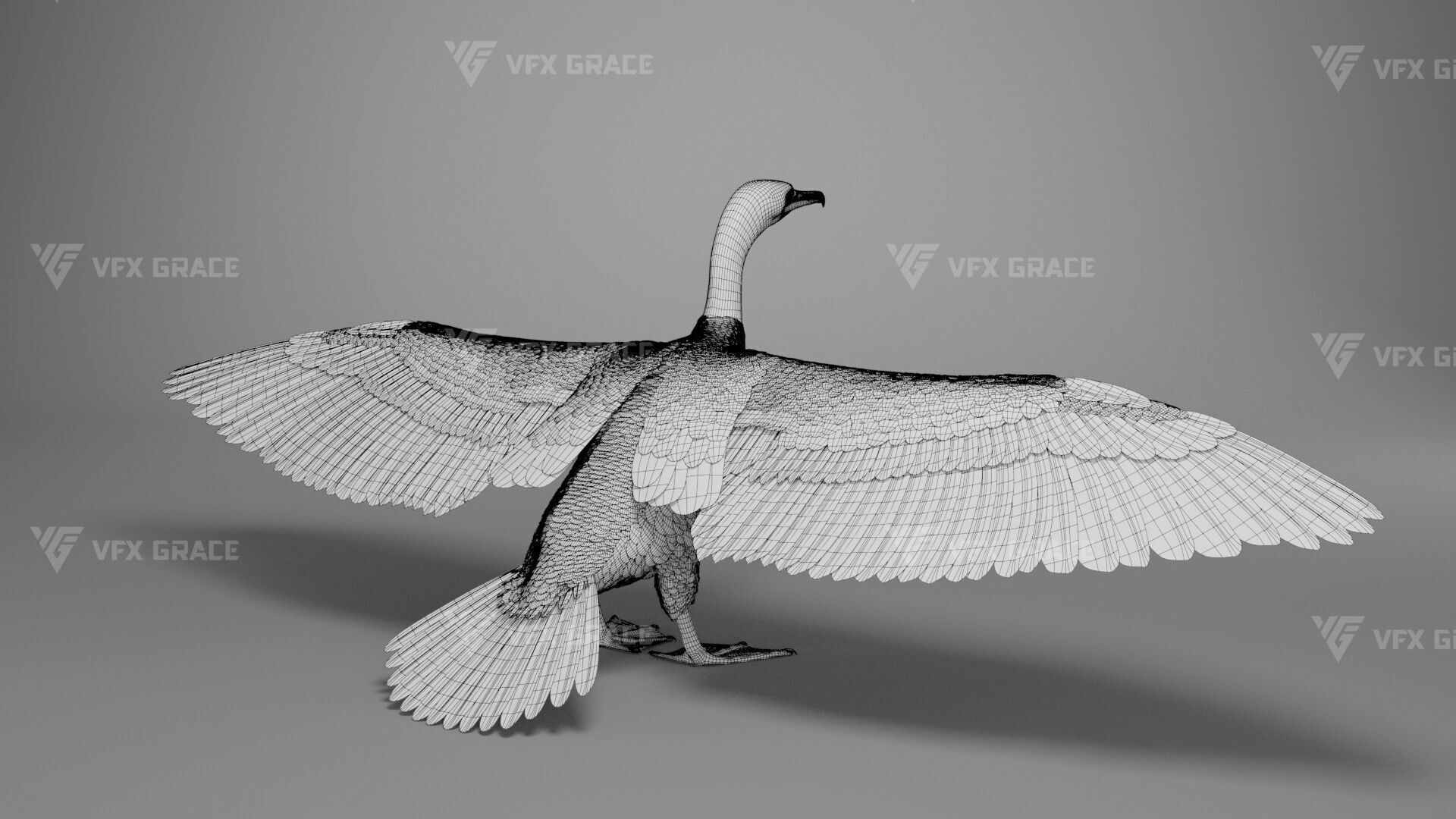 Realistic Cormorant Animation 3D Model Rigged for Blender 3D model_39