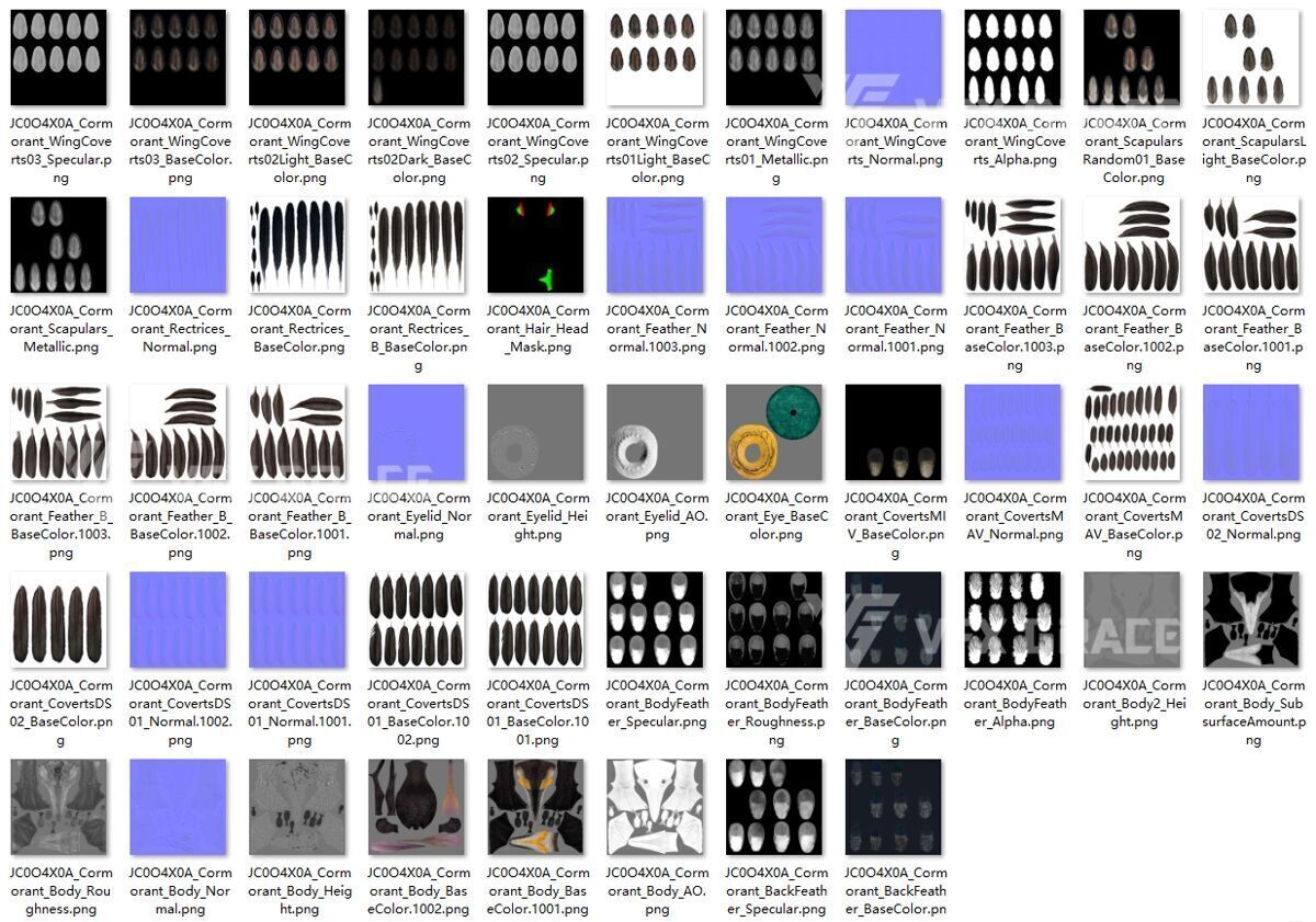 Realistic Cormorant Animation 3D Model Rigged for Blender 3D model_36