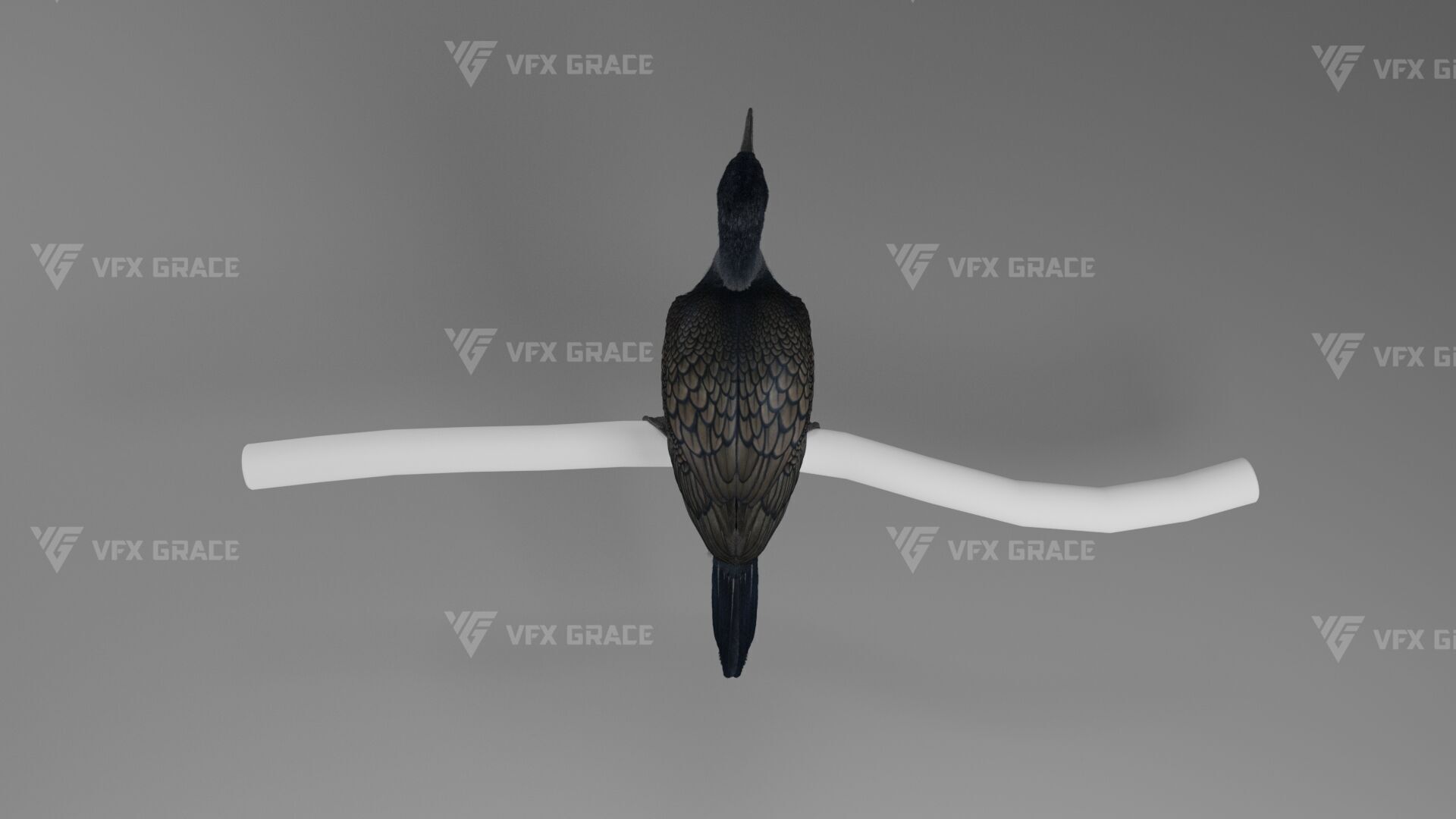 Realistic Cormorant Animation 3D Model Rigged for Blender 3D model_10