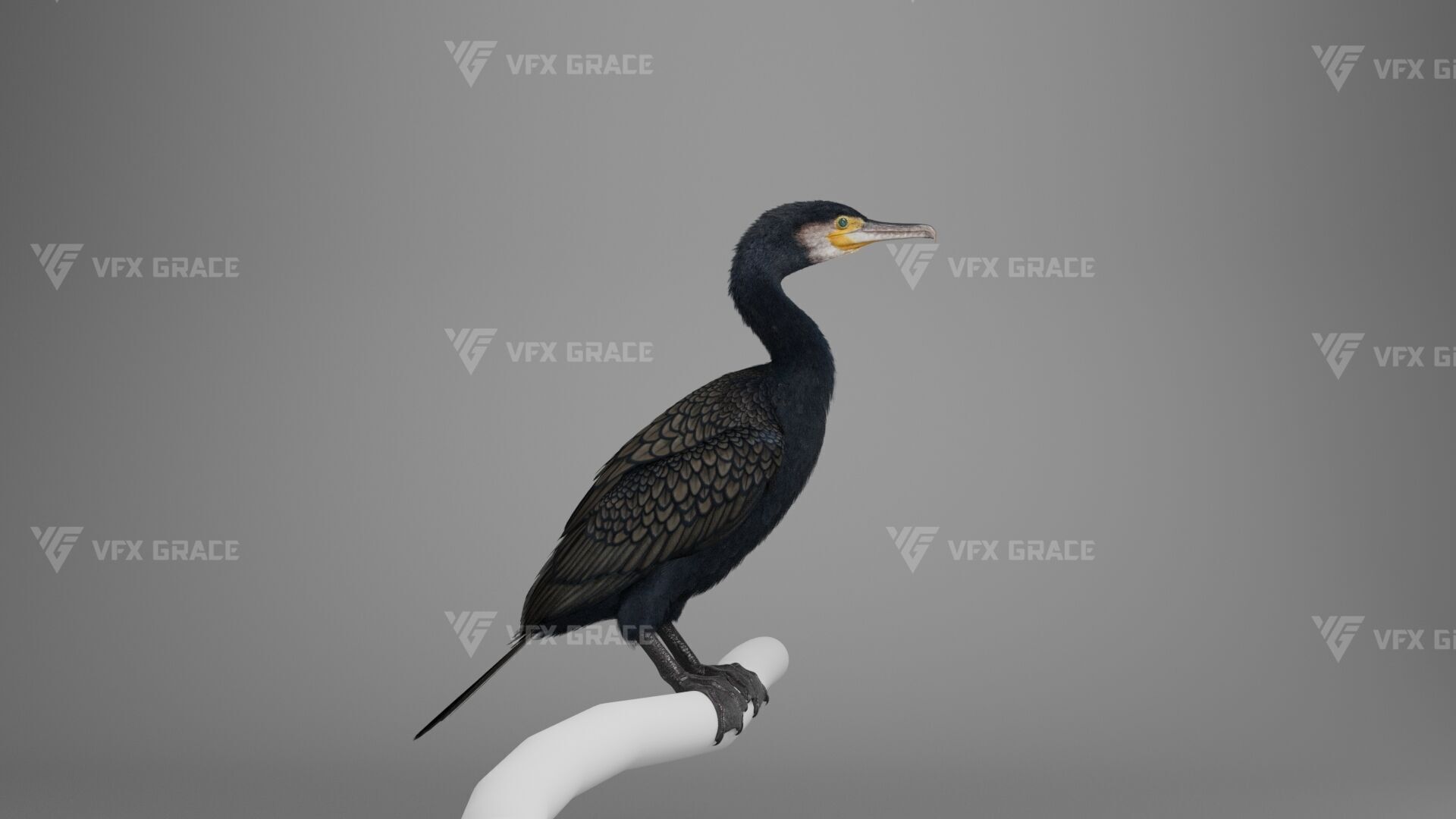 Realistic Cormorant Animation 3D Model Rigged for Blender 3D model_7
