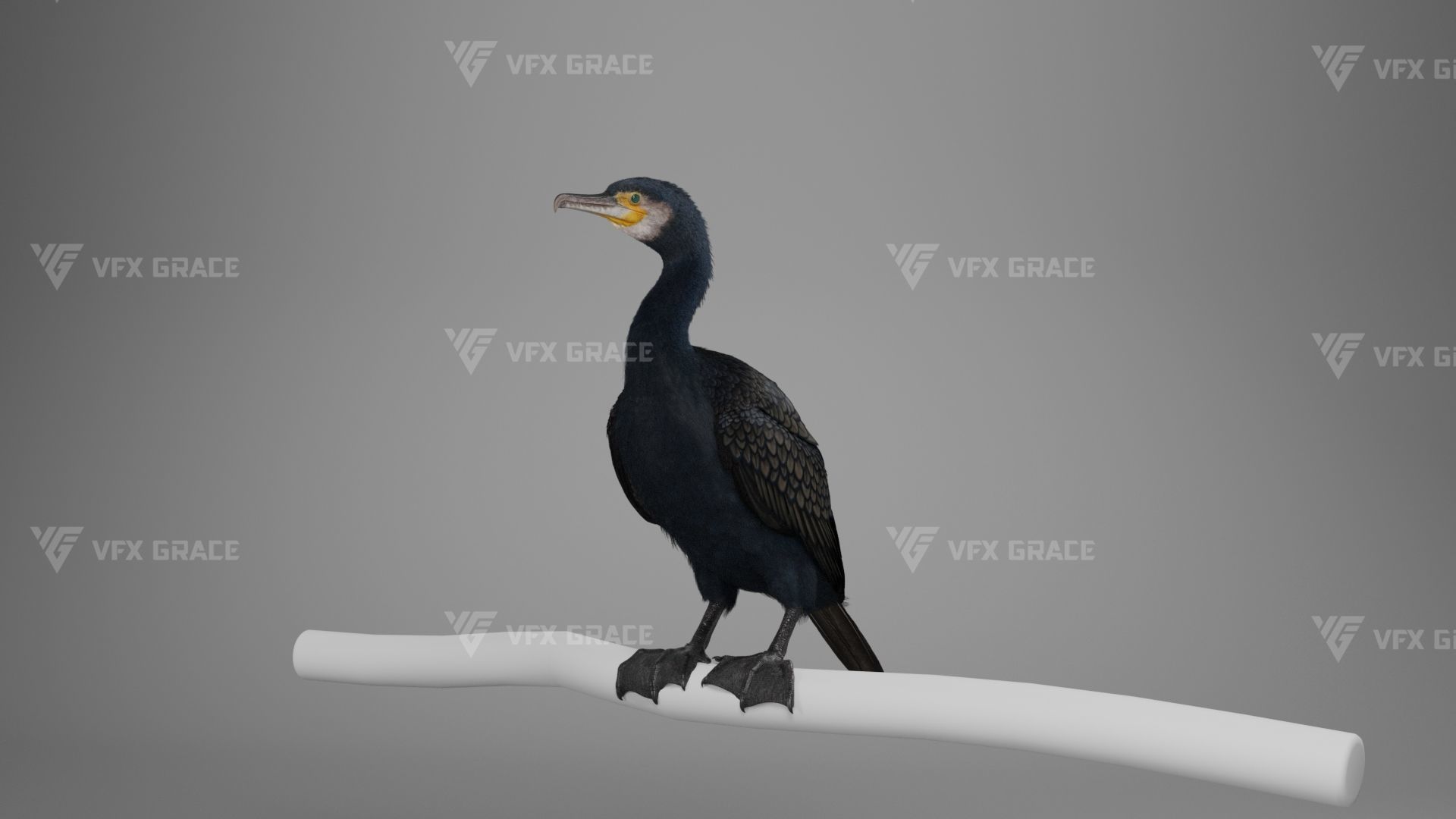 Realistic Cormorant Animation 3D Model Rigged for Blender 3D model_6
