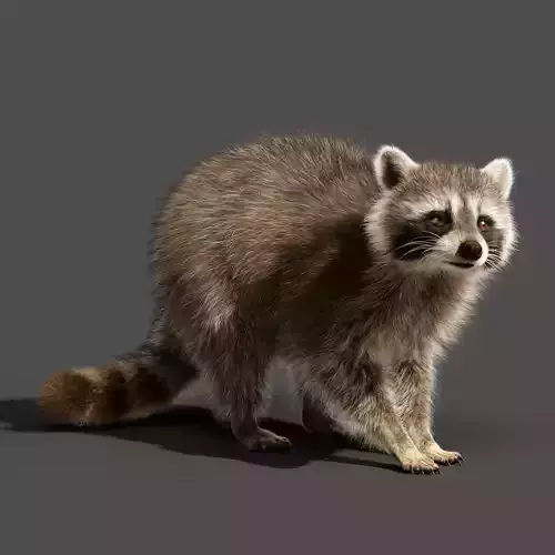Racoon Animation  rigging  Blender 3D model