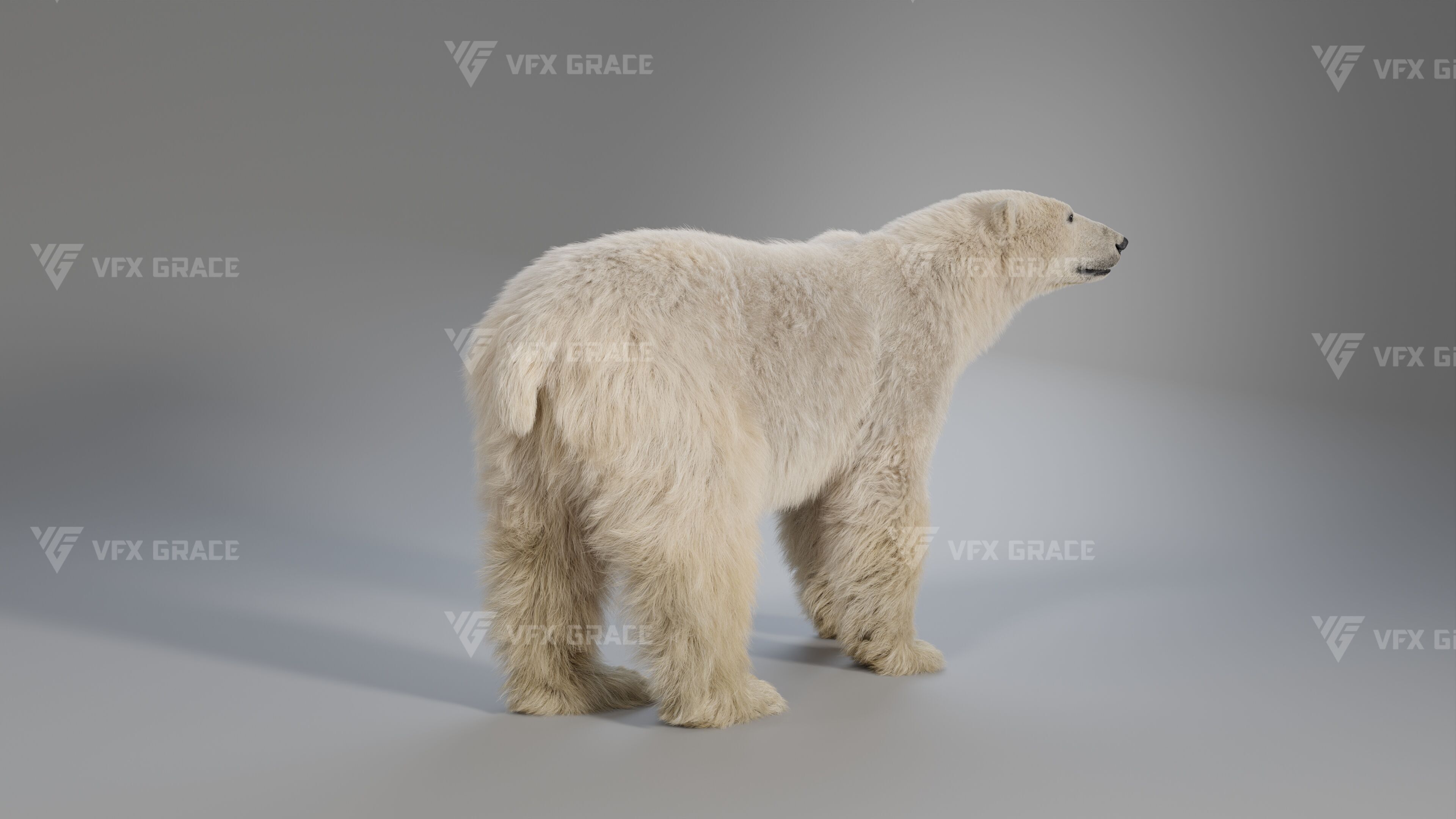 Polar Bear Animation 3D model_3