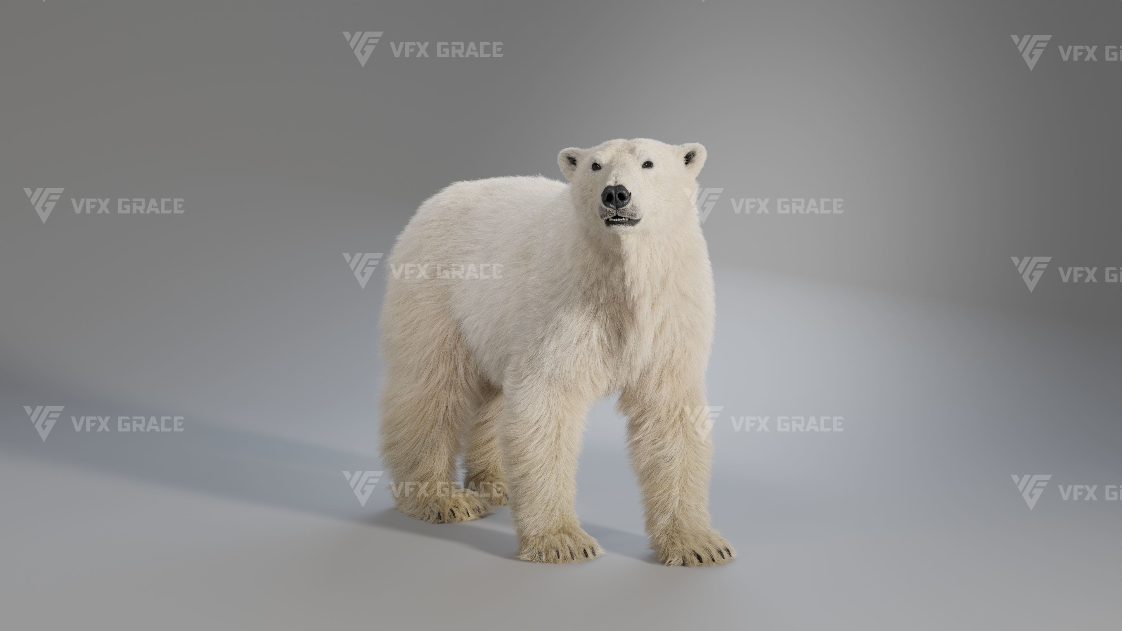 Polar Bear Animation 3D model_1