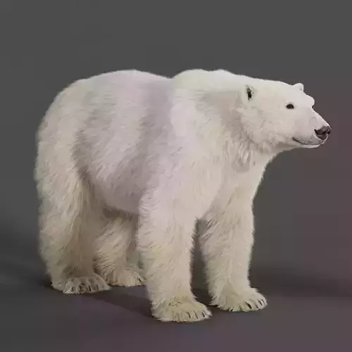 Polar Bear Animation 3D model