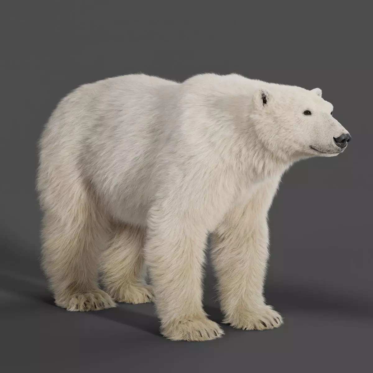 Polar Bear Animation 3D model_0