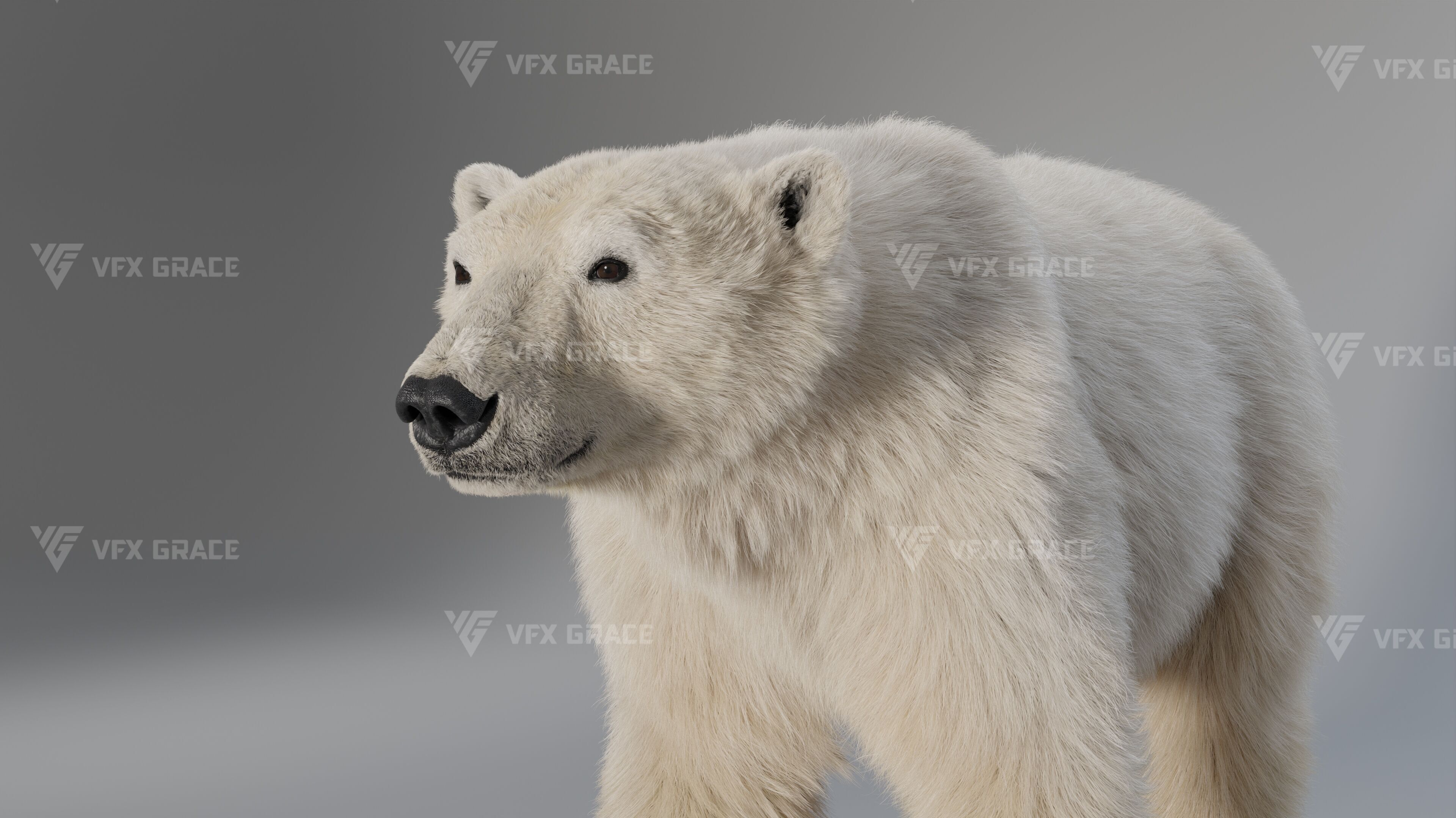 Polar Bear Animation 3D model_7