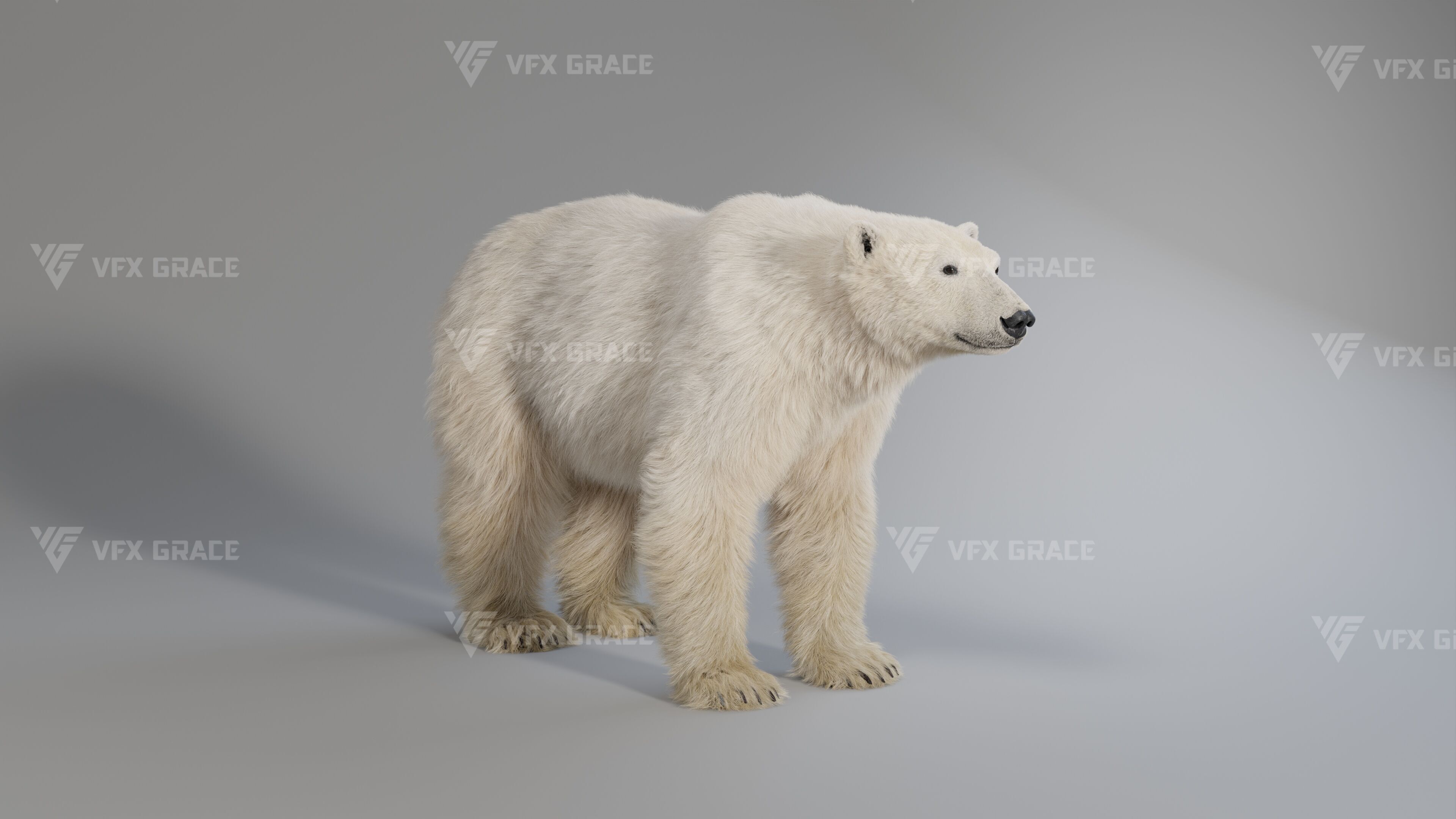 Polar Bear Animation 3D model_6