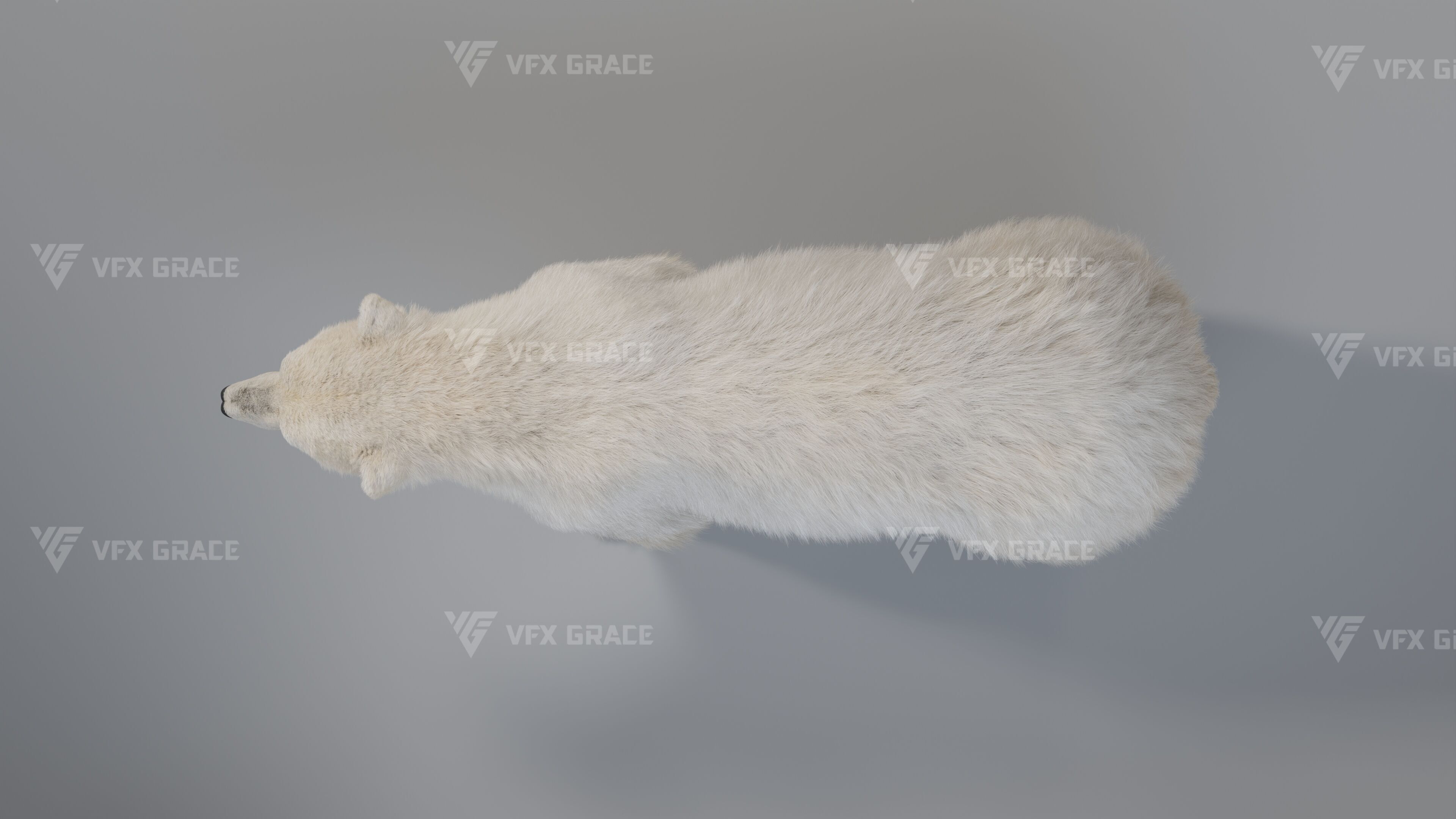 Polar Bear Animation 3D model_5