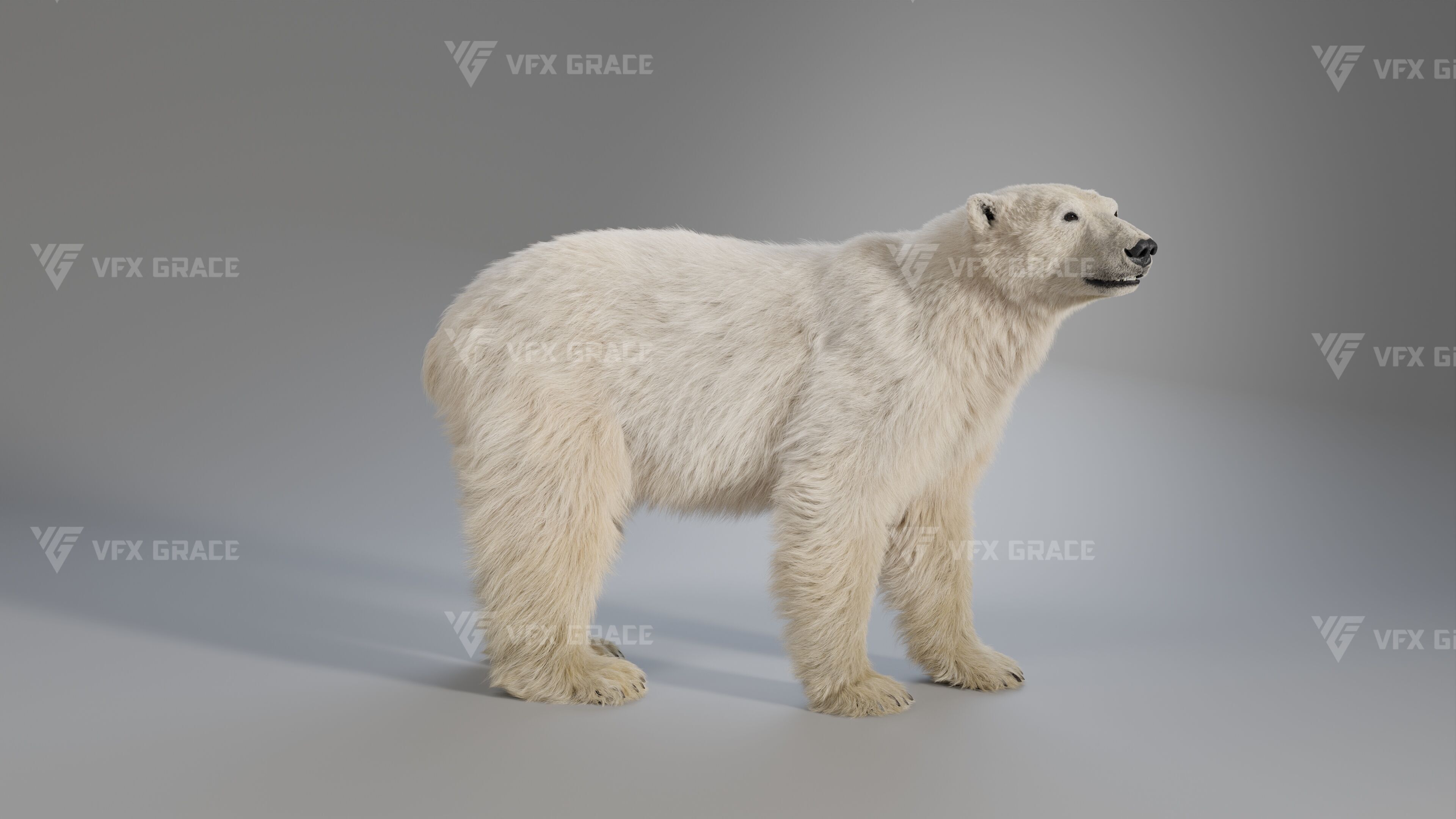 Polar Bear Animation 3D model_2