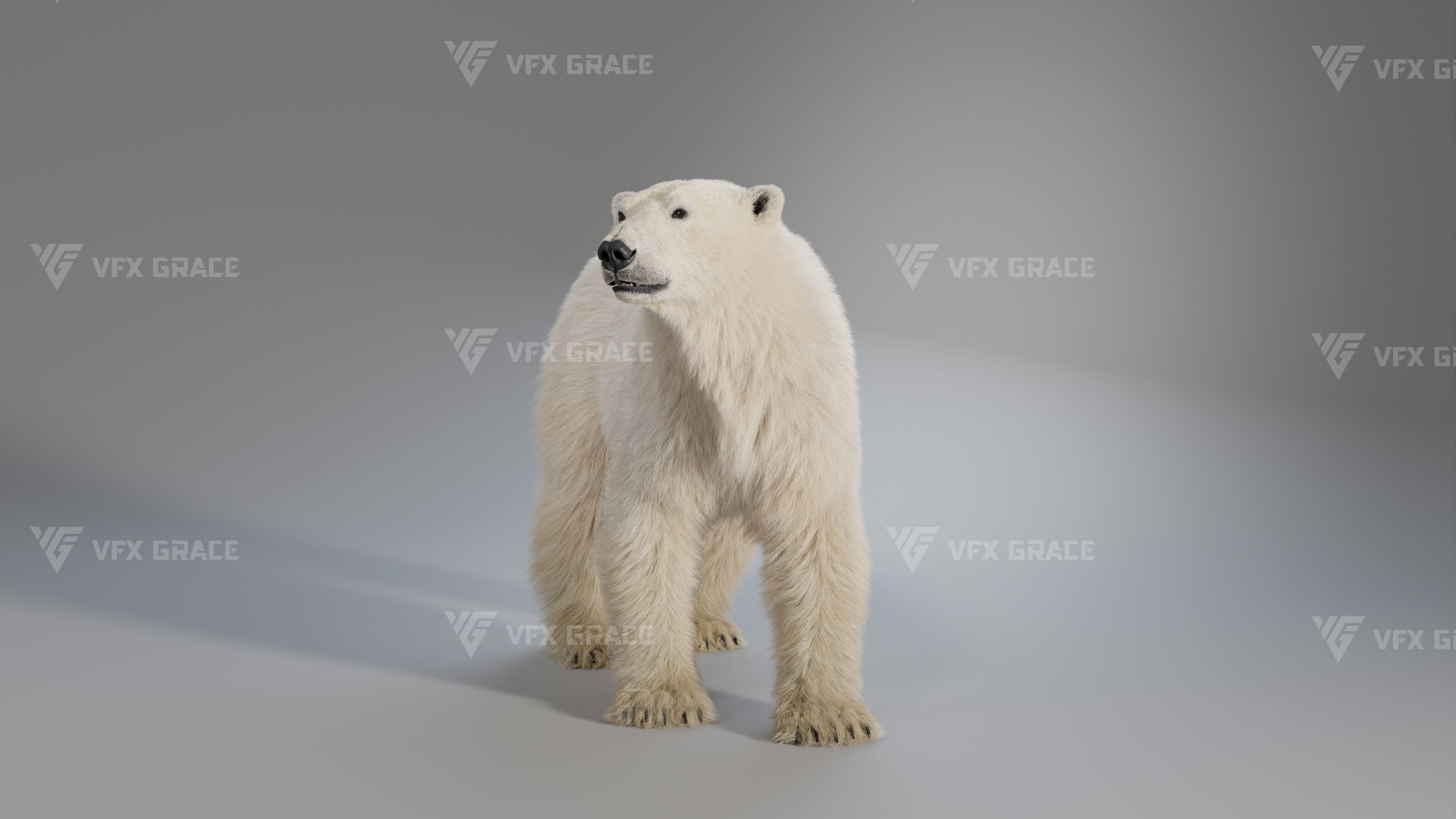 Polar Bear Animation 3D model_4