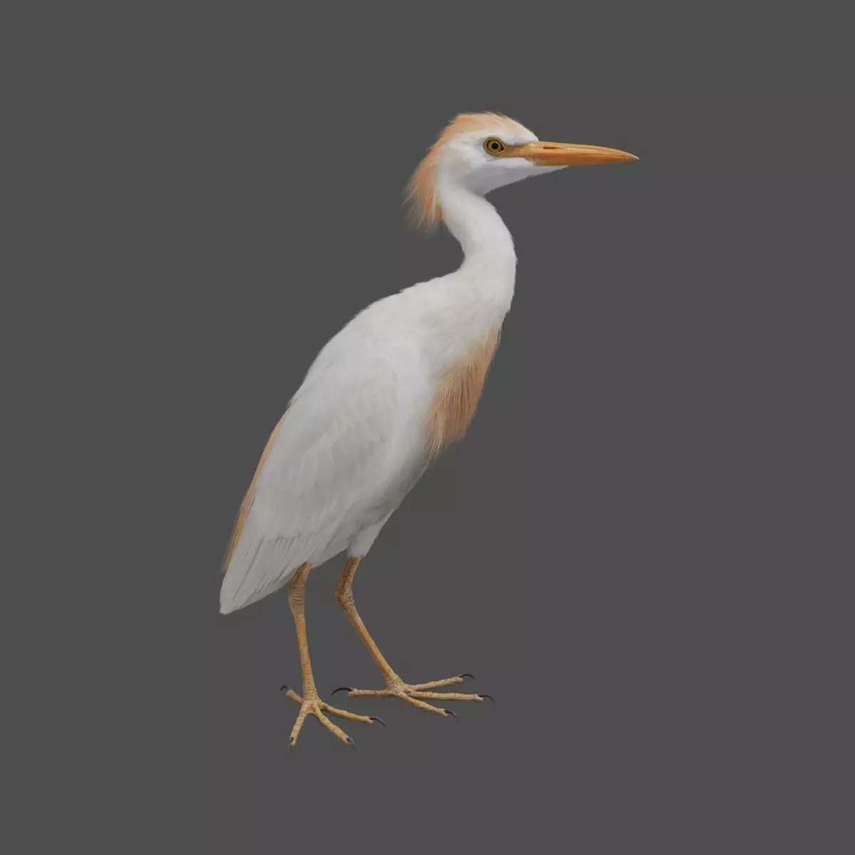 Cattle Egret Animation 3D model_0