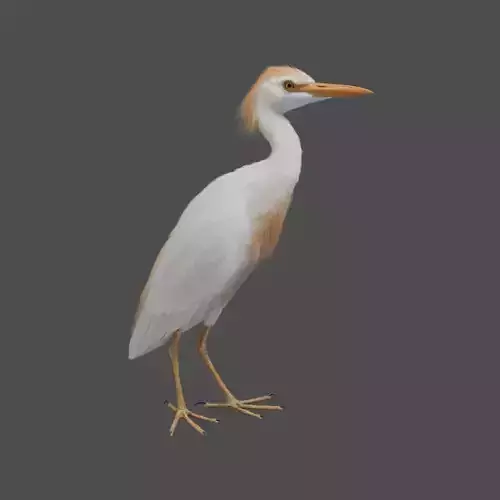 Cattle Egret Animation 3D model