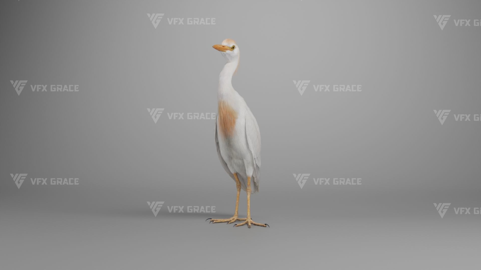 Cattle Egret Animation 3D model_6