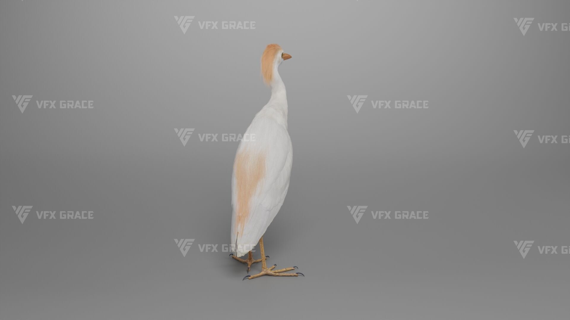 Cattle Egret Animation 3D model_8