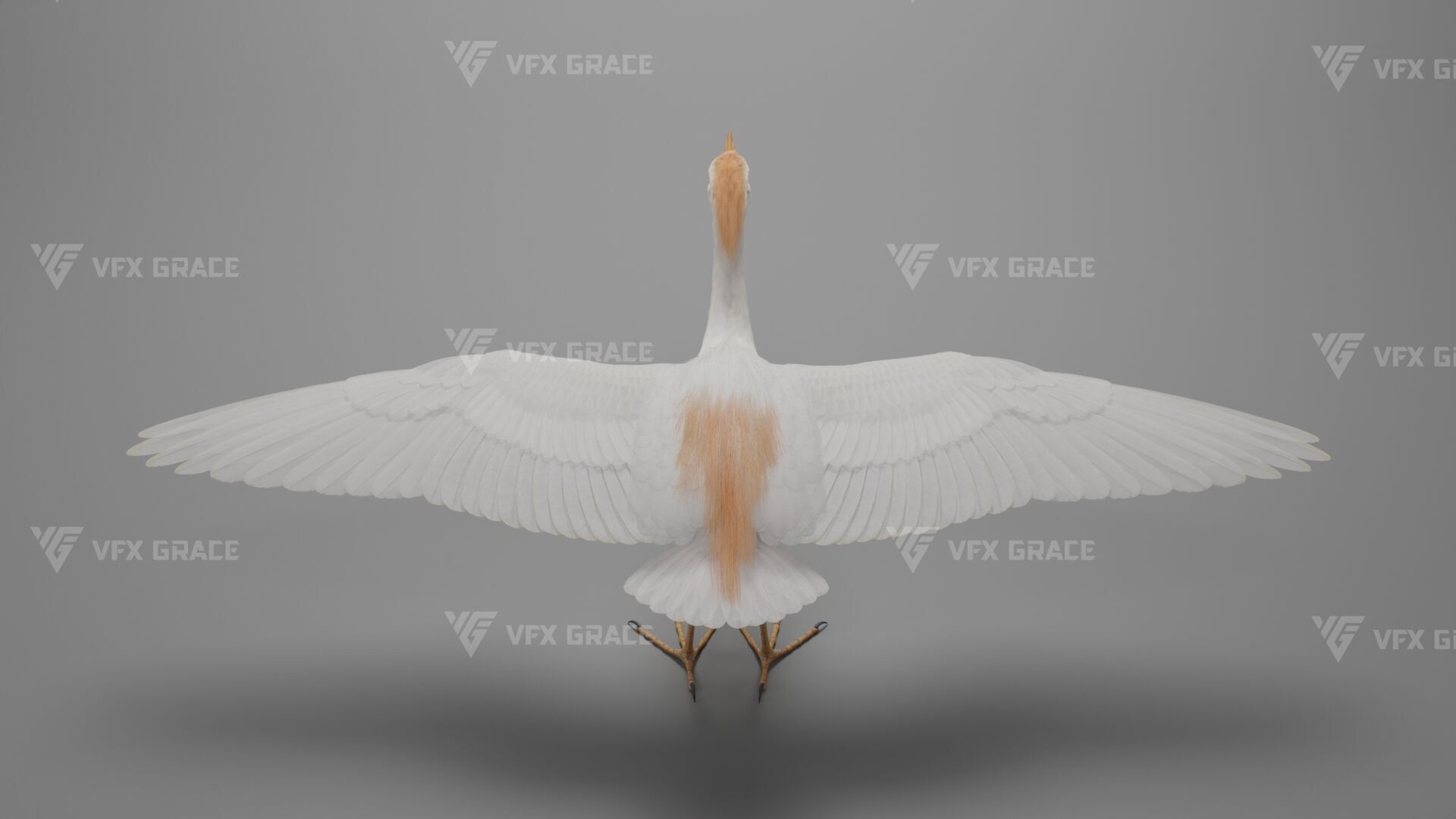 Cattle Egret Animation 3D model_12