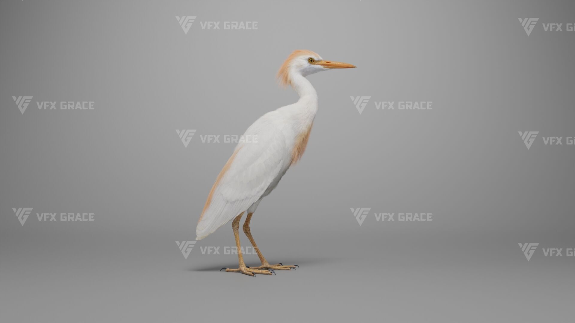 Cattle Egret Animation 3D model_7